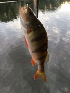 European Perch