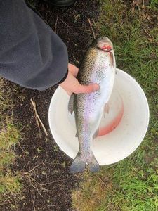 Rainbow Trout
