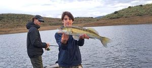 Zander