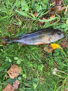 European Perch