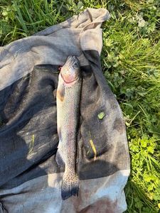 Rainbow Trout