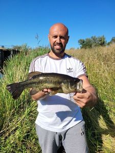 Largemouth Bass
