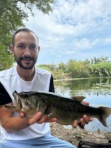Largemouth Bass