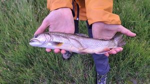 Brook Trout