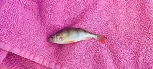 European Perch