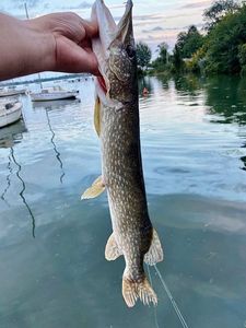 Northern Pike