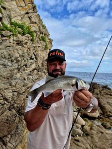European Bass (Seabass)