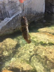 Giant Goby