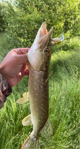 Northern Pike