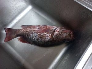 Mangrove Red Snapper
