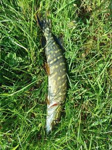 Northern Pike