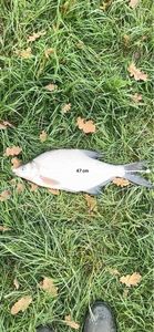 Common Bream