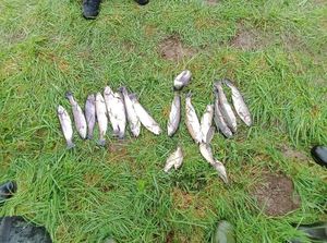 Rainbow Trout