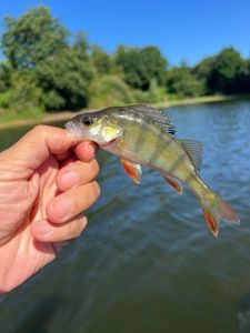 European Perch