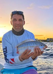 Yellowtail Snapper