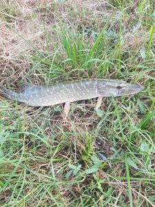 Northern Pike