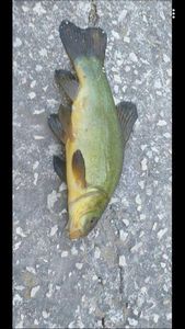 Tench