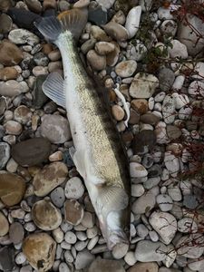 Zander