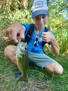 Smallmouth Bass