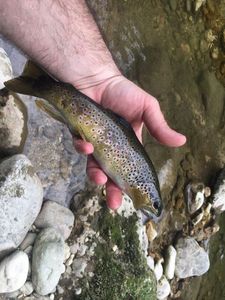 Brown Trout