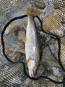 Brown Trout