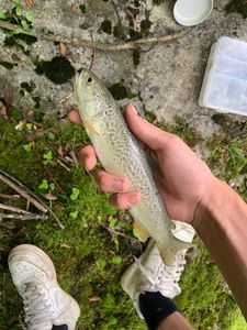 Brown Trout