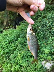 Roach caught by David Virginie