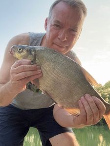 Common Bream
