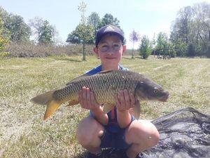 Common Carp