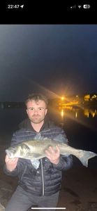 European Bass (Seabass)