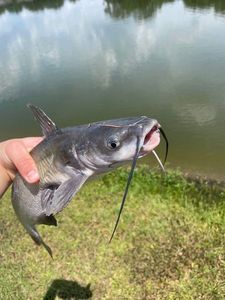 Black Bullhead
