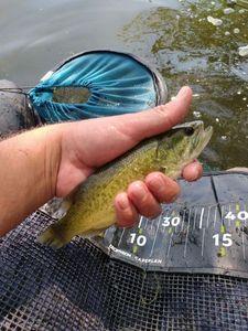 Largemouth Bass