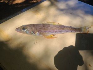 Mediterranean Flagfin