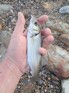 European Bass (Seabass)