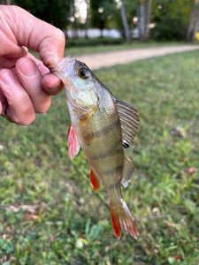 European Perch