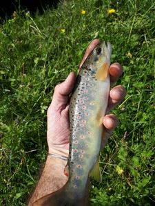 Brown Trout