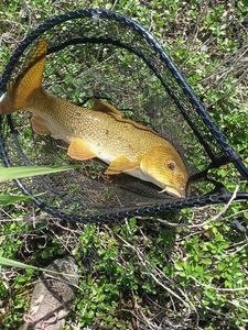 Barbel