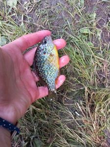 Green Sunfish