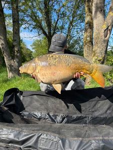 Leather Carp