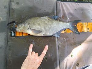 Common Bream