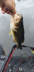 Largemouth Bass