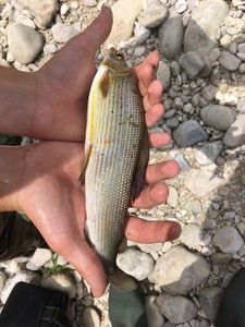 Grayling