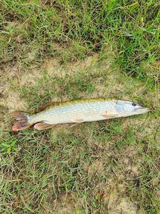 Northern Pike