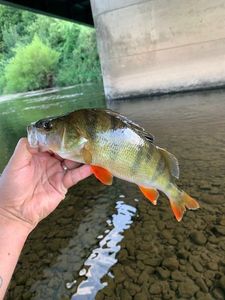 European Perch