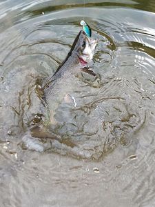 Lake Trout