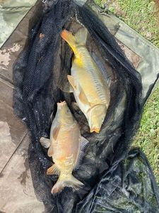 Mirror Carp