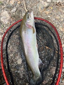 Rainbow Trout