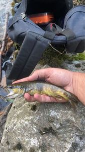 Brown Trout