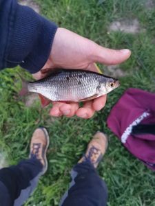 Roach