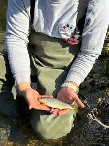 Brown Trout